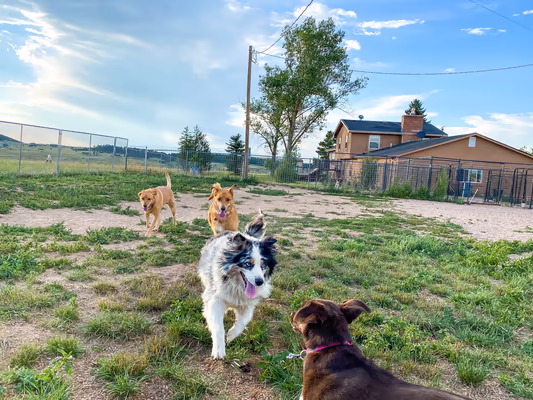Ruff House Dog Park photo 2
